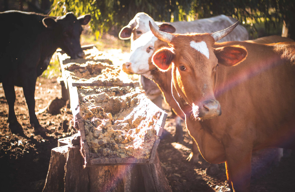 Campo Largo > Sucos integrais, Chás Funcionais, Chás Orgânicos e Água de Coco