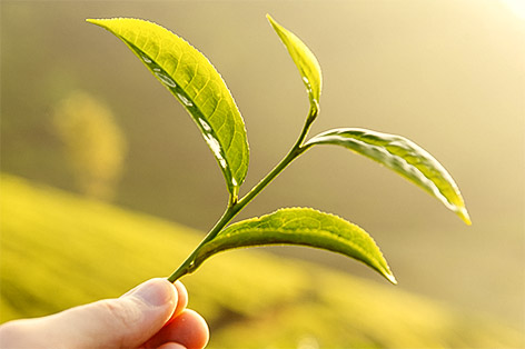 Campo Largo > Sucos integrais, Chás Funcionais, Chás Orgânicos e Água de Coco