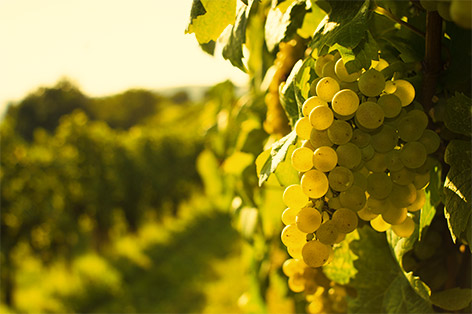 Campo Largo > Sucos integrais, Chás Funcionais, Chás Orgânicos e Água de Coco